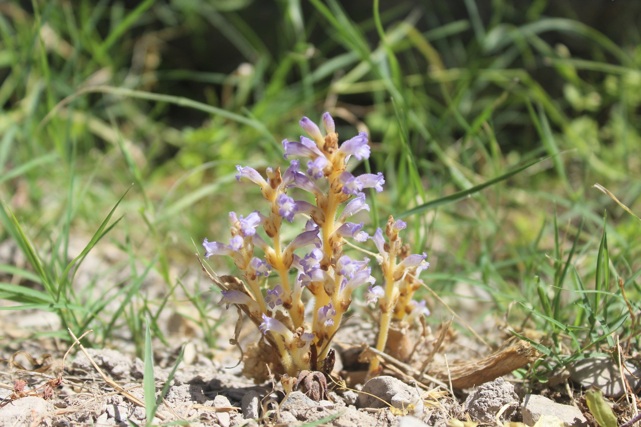 Plant Image